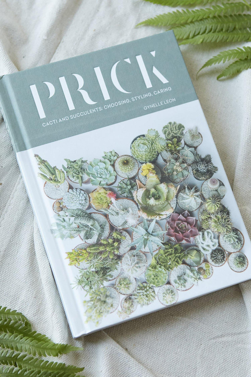 Prick Cacti and Succulents Choosing, Styling, Caring Patina Vie