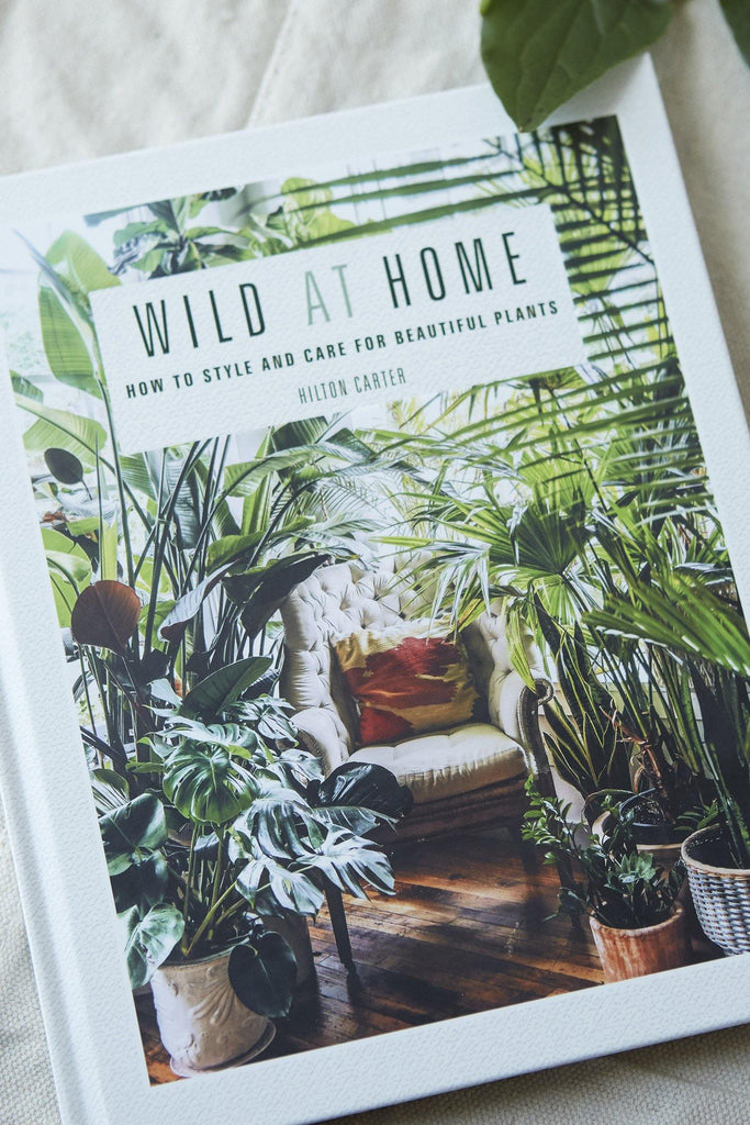 Wild at Home: How to style and care for beautiful plants - Patina Vie