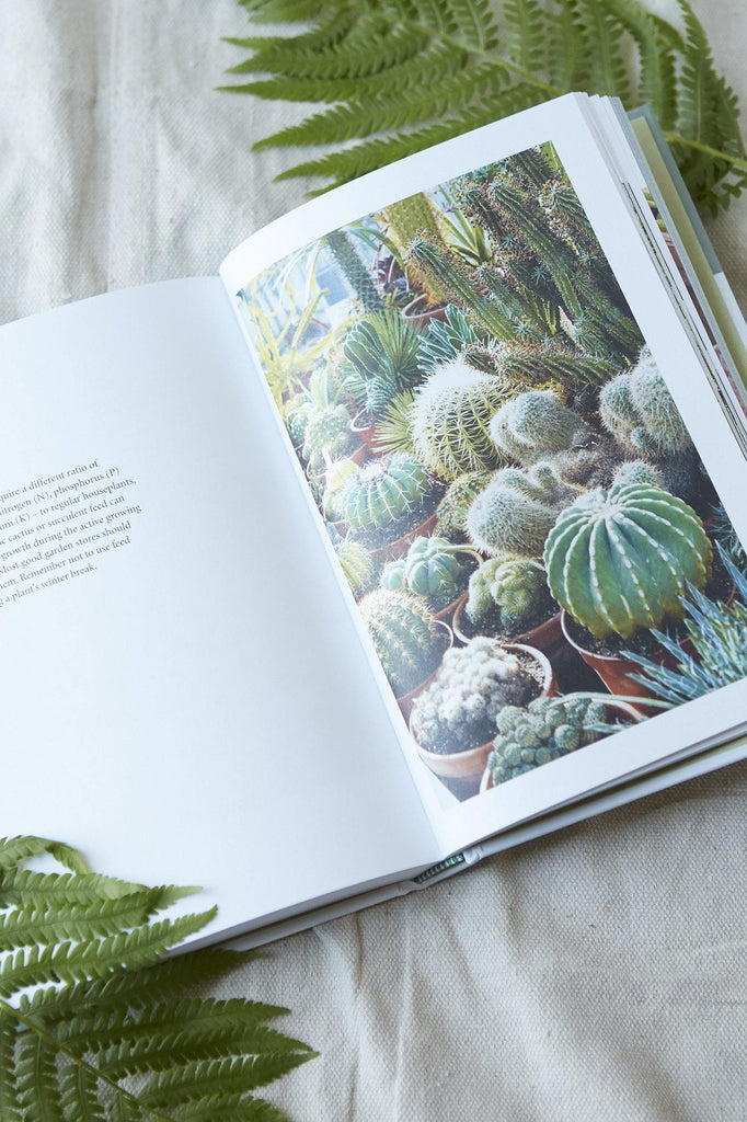 Prick Cacti and Succulents Choosing, Styling, Caring Patina Vie